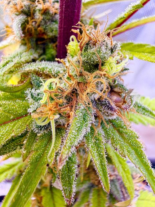 Eternity Grow Cup 2026 - Sticky Broccoli. Week 16