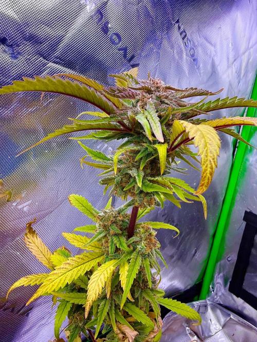 Eternity Grow Cup 2026 - Sticky Broccoli. Week 16