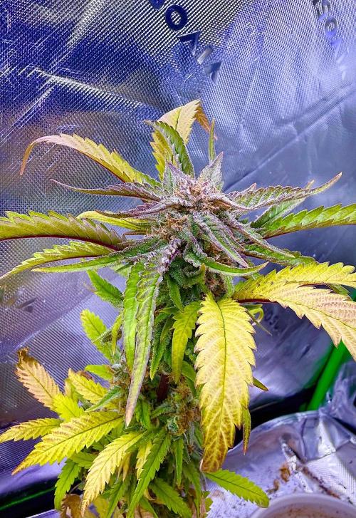 Eternity Grow Cup 2026 - Sticky Broccoli. Week 16