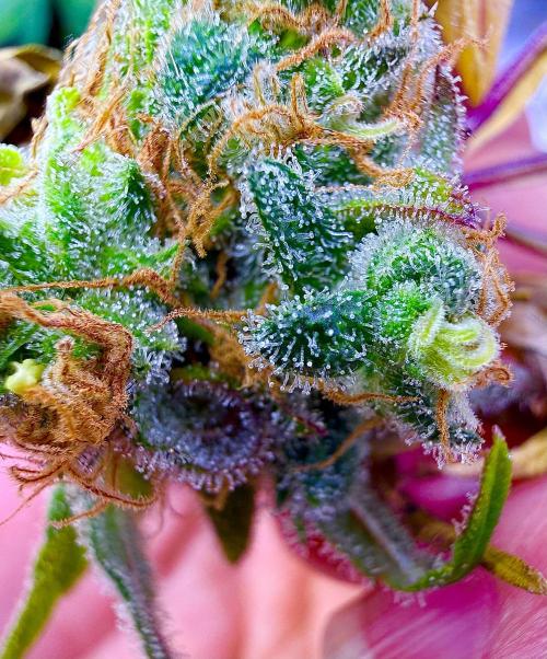 Eternity Grow Cup 2026 - Sticky Broccoli. Week 16
