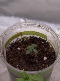 Karen Kush Photo Grow 1. Week 1