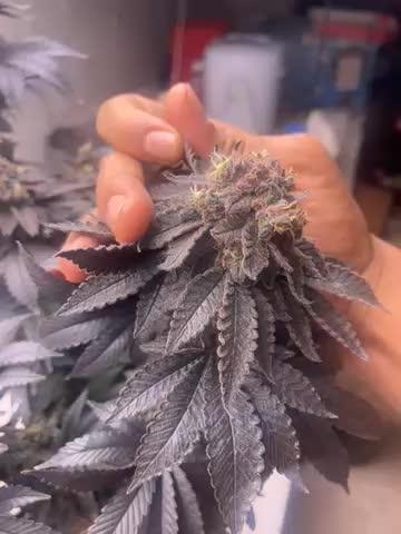 Creamiscle og