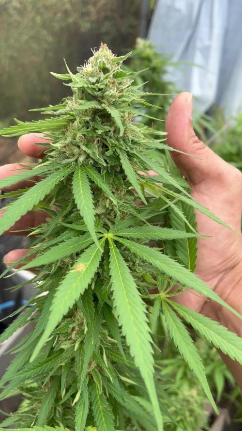 Acapulco gold