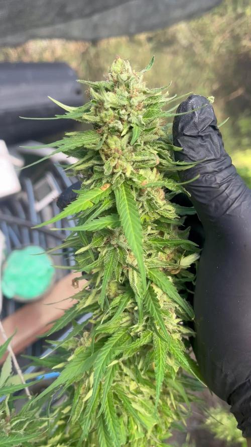 Acapulco gold