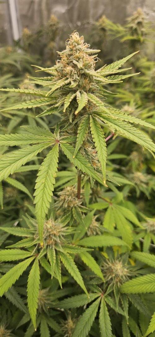 Triploid  Blue Soap Drip & 5280s & VV ;). Week 12