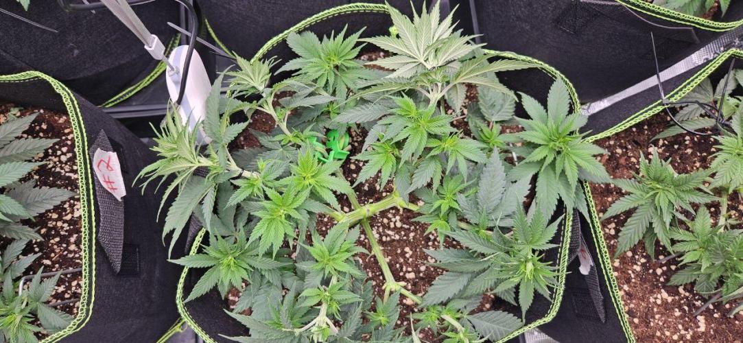 Let it Grow 🥦  My Blue Gelato 41. Week 7