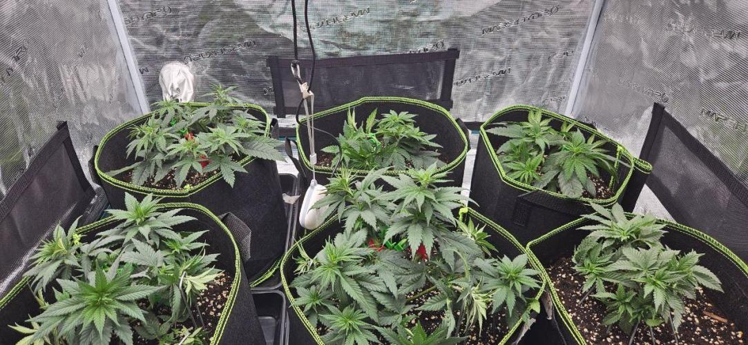 Let it Grow 🥦  My Blue Gelato 41. Week 7