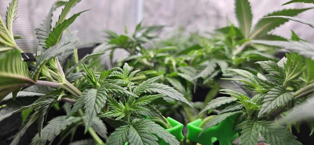 Let it Grow 🥦  My Blue Gelato 41. Week 7