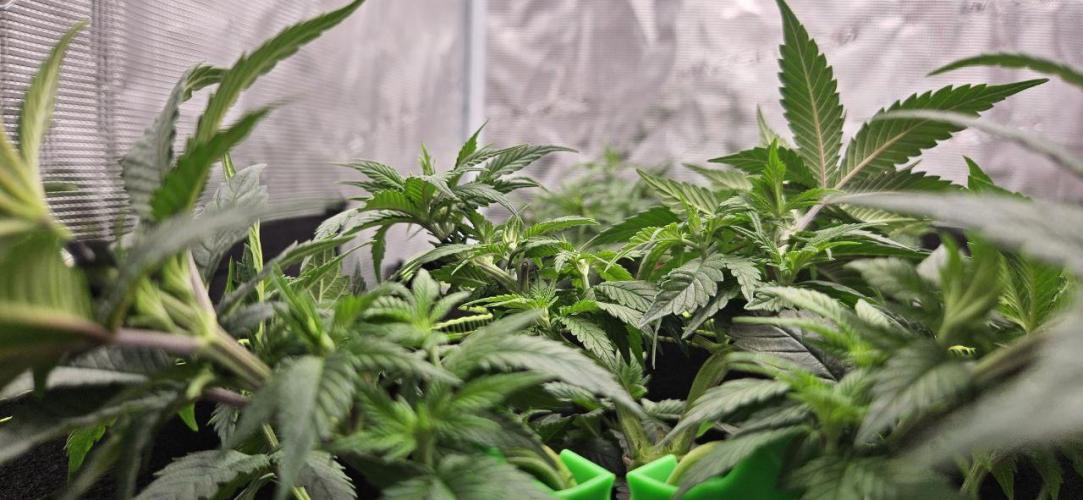 Let it Grow 🥦  My Blue Gelato 41. Week 7