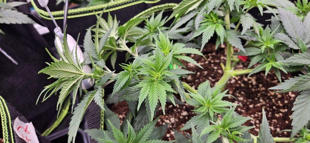 Let it Grow 🥦  My Blue Gelato 41. Week 7