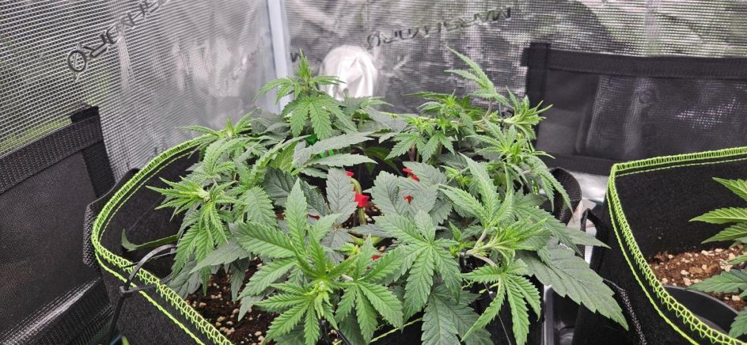 Let it Grow 🥦  My Blue Gelato 41. Week 7