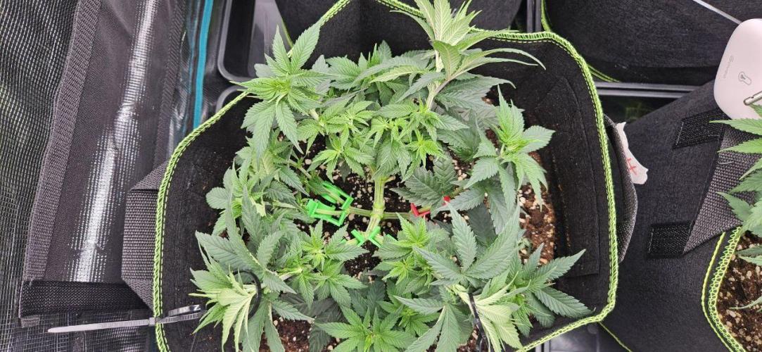 Let it Grow 🥦  My Blue Gelato 41. Week 7