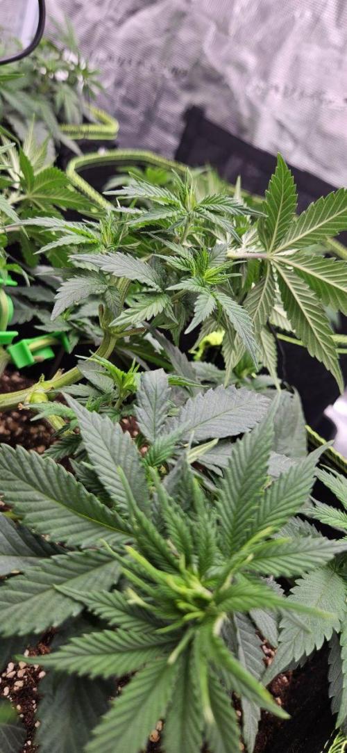 Let it Grow 🥦  My Blue Gelato 41. Week 7