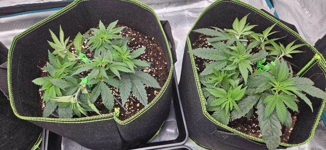 Let it Grow 🥦  My Blue Gelato 41. Week 7