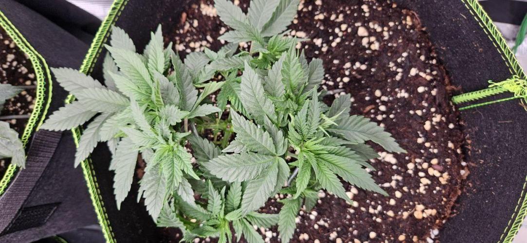 Let it Grow 🥦  My Blue Gelato 41. Week 7