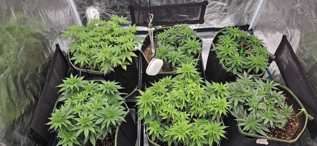 Let it Grow 🥦  My Blue Gelato 41. Week 8