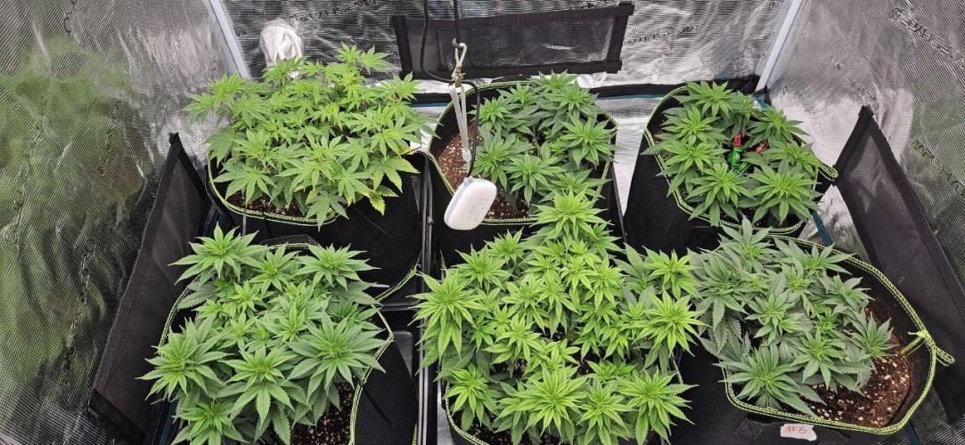 Let it Grow 🥦  My Blue Gelato 41. Week 9