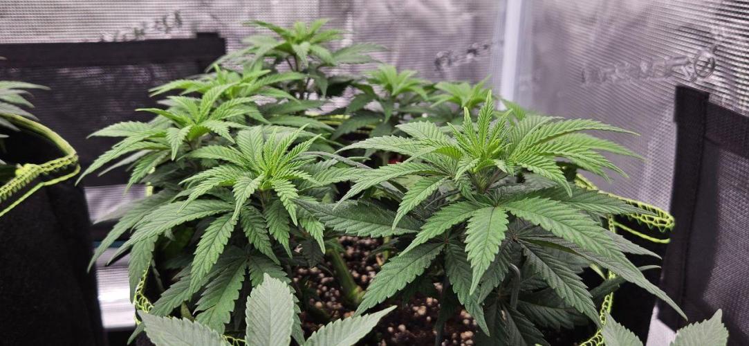 Let it Grow 🥦  My Blue Gelato 41. Week 9