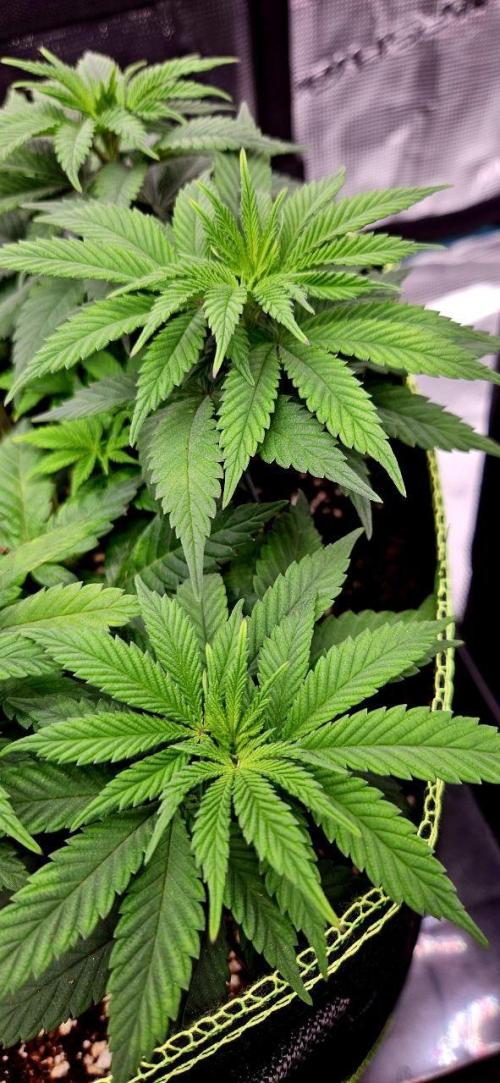 Let it Grow 🥦  My Blue Gelato 41. Week 9