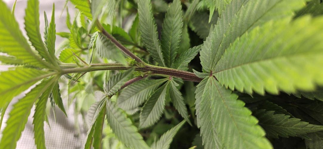 Let it Grow 🥦  My Blue Gelato 41. Week 10