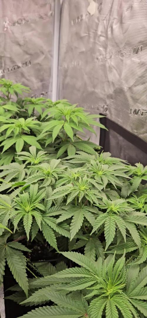 Let it Grow 🥦 My Blue Gelato 41