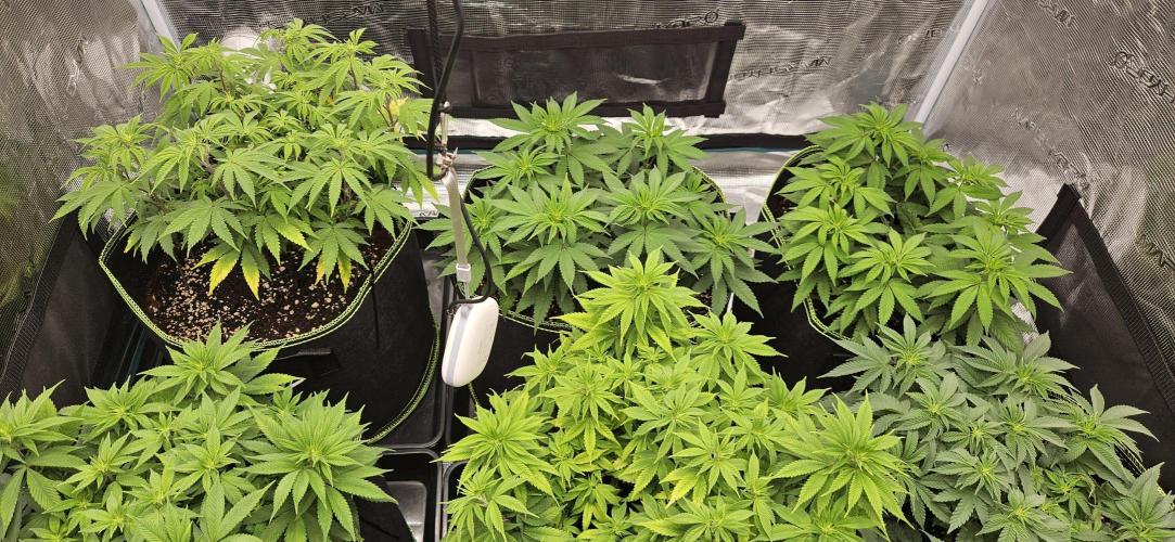 Let it Grow 🥦  My Blue Gelato 41. Week 10