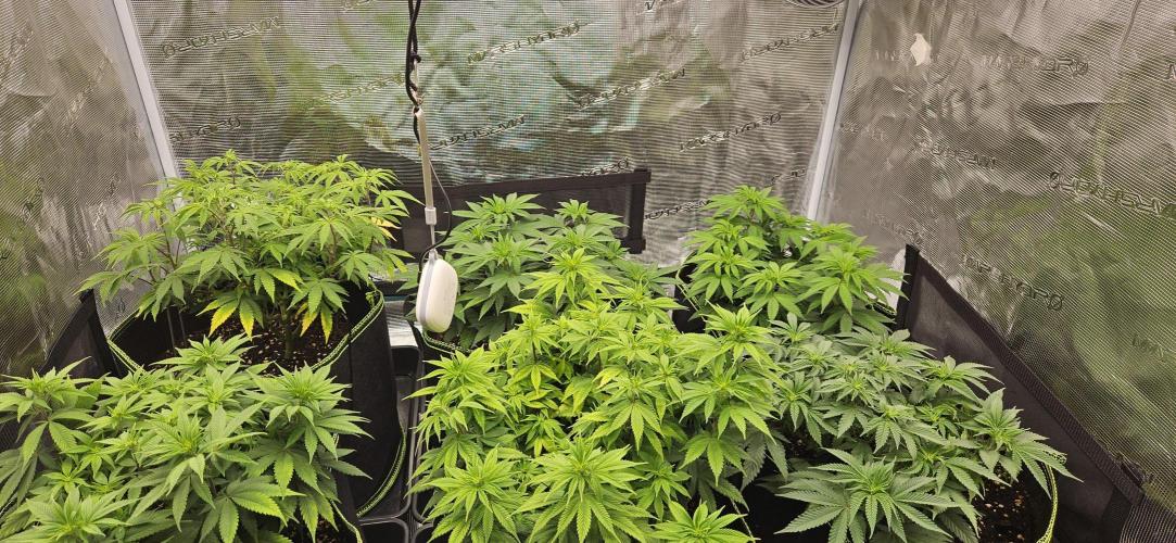 Let it Grow 🥦  My Blue Gelato 41. Week 10