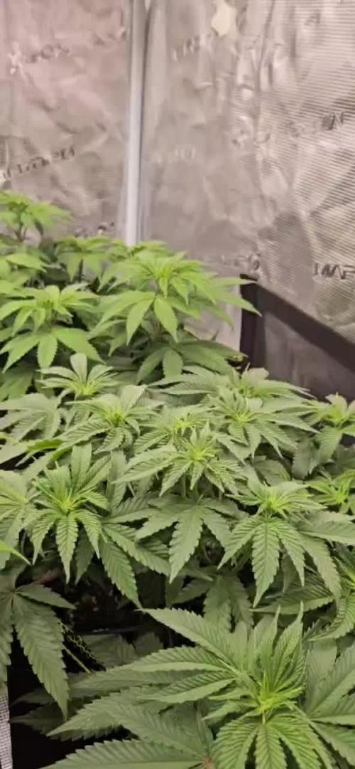 Let it Grow 🥦  My Blue Gelato 41