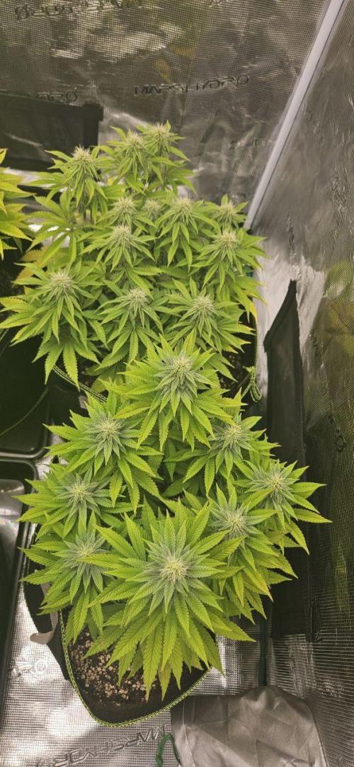 Let it Grow 🥦  My Blue Gelato 41. Week 12