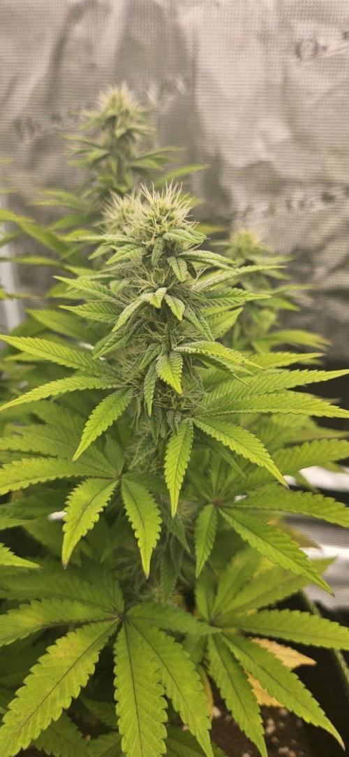 Let it Grow 🥦  My Blue Gelato 41. Week 12