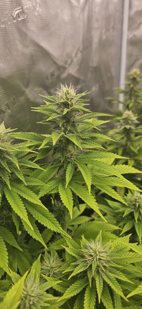 Let it Grow 🥦  My Blue Gelato 41. Week 12