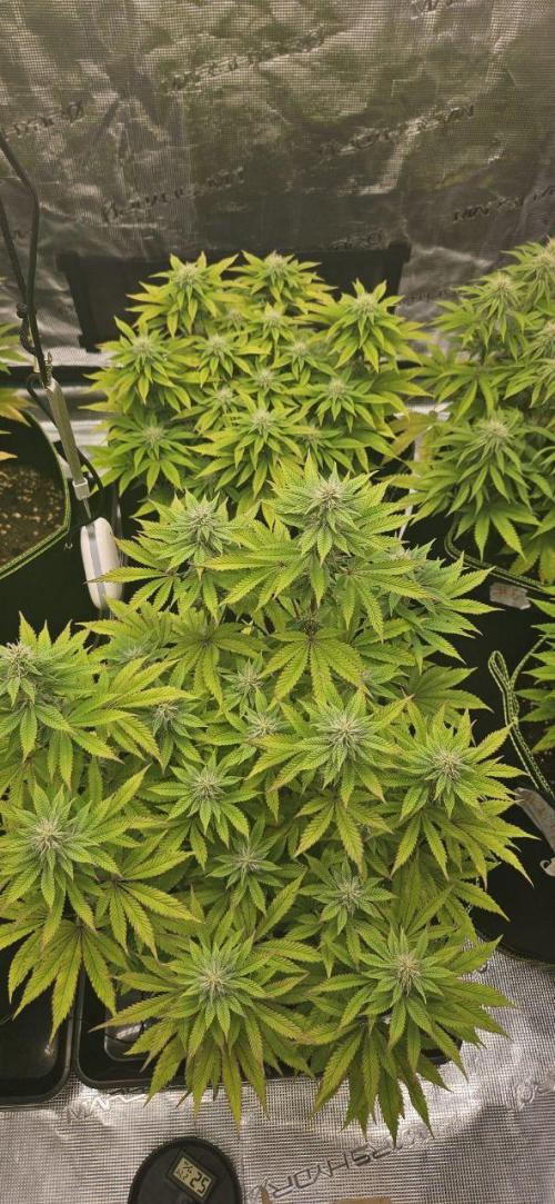 Let it Grow 🥦  My Blue Gelato 41. Week 12