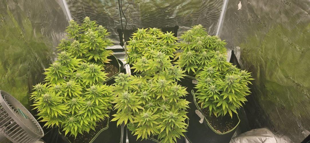 Let it Grow 🥦  My Blue Gelato 41. Week 12