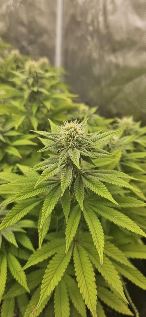 Let it Grow 🥦  My Blue Gelato 41. Week 12