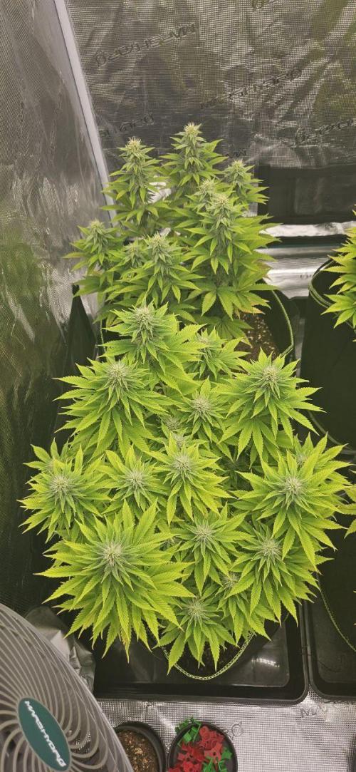 Let it Grow 🥦  My Blue Gelato 41. Week 12