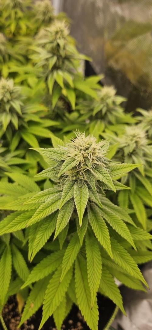 Let it Grow 🥦  My Blue Gelato 41. Week 13