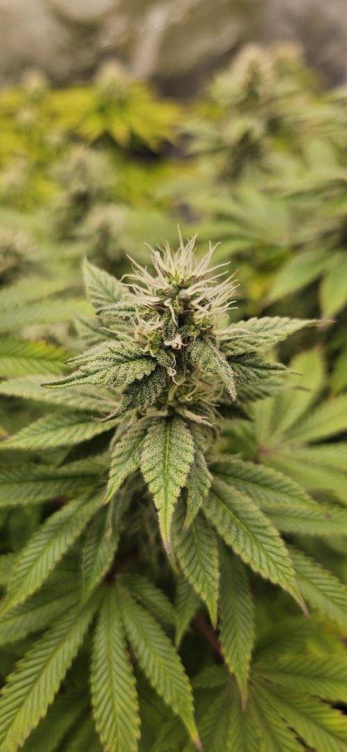 Let it Grow 🥦  My Blue Gelato 41. Week 13