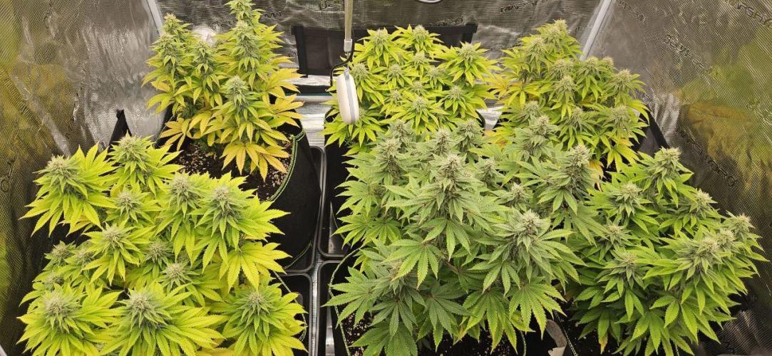 Let it Grow 🥦  My Blue Gelato 41. Week 13