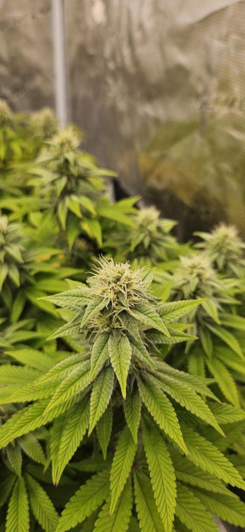 Let it Grow 🥦  My Blue Gelato 41. Week 13