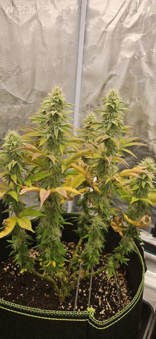 Let it Grow 🥦  My Blue Gelato 41. Week 14