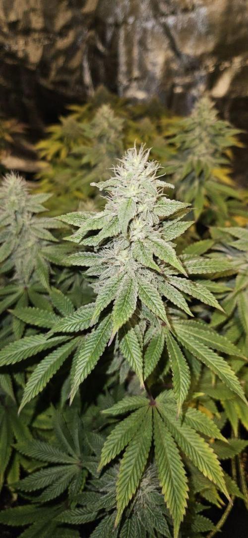 Let it Grow 🥦  My Blue Gelato 41. Week 14