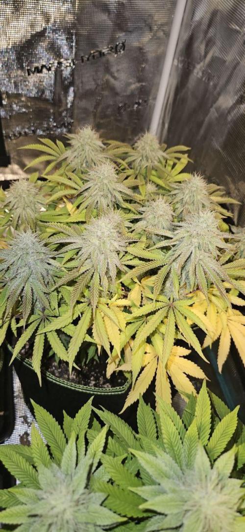 Let it Grow 🥦  My Blue Gelato 41. Week 14