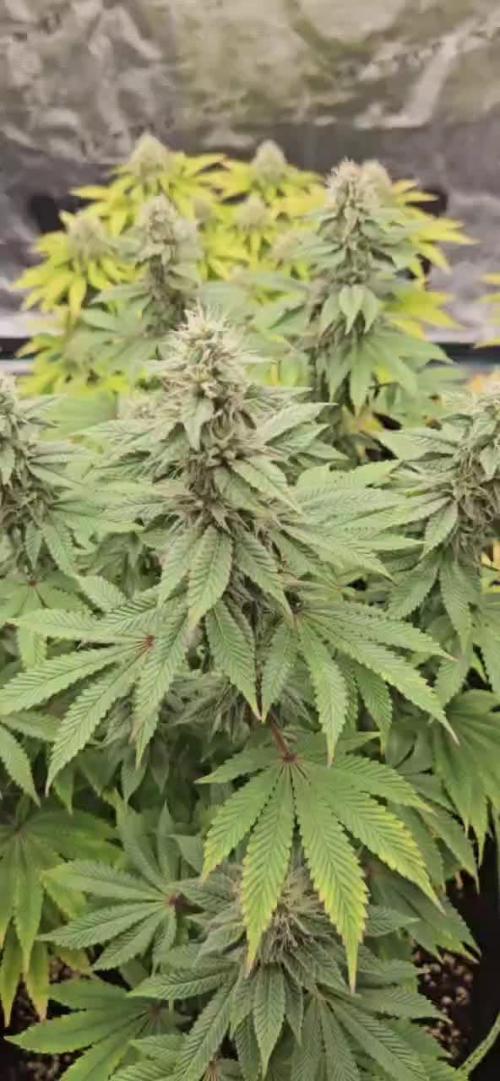 Let it Grow 🥦  My Blue Gelato 41