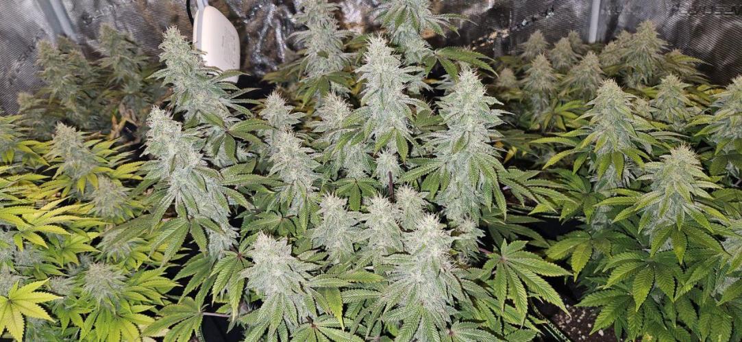 Let it Grow 🥦  My Blue Gelato 41. Week 14