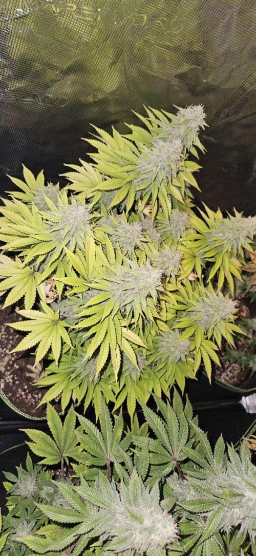 Let it Grow 🥦  My Blue Gelato 41. Week 14