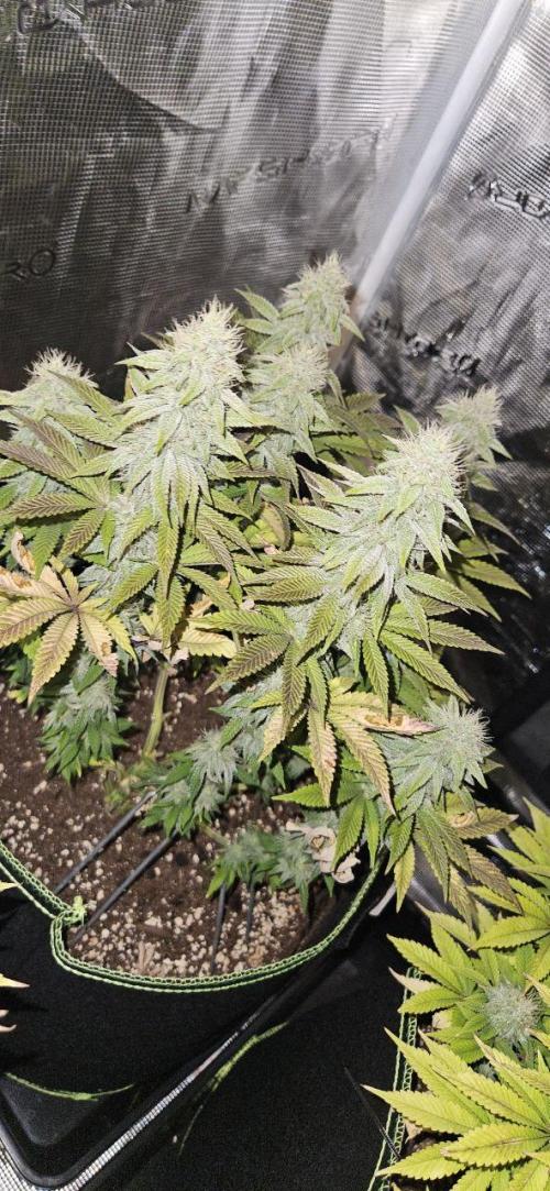 Let it Grow 🥦  My Blue Gelato 41. Week 14