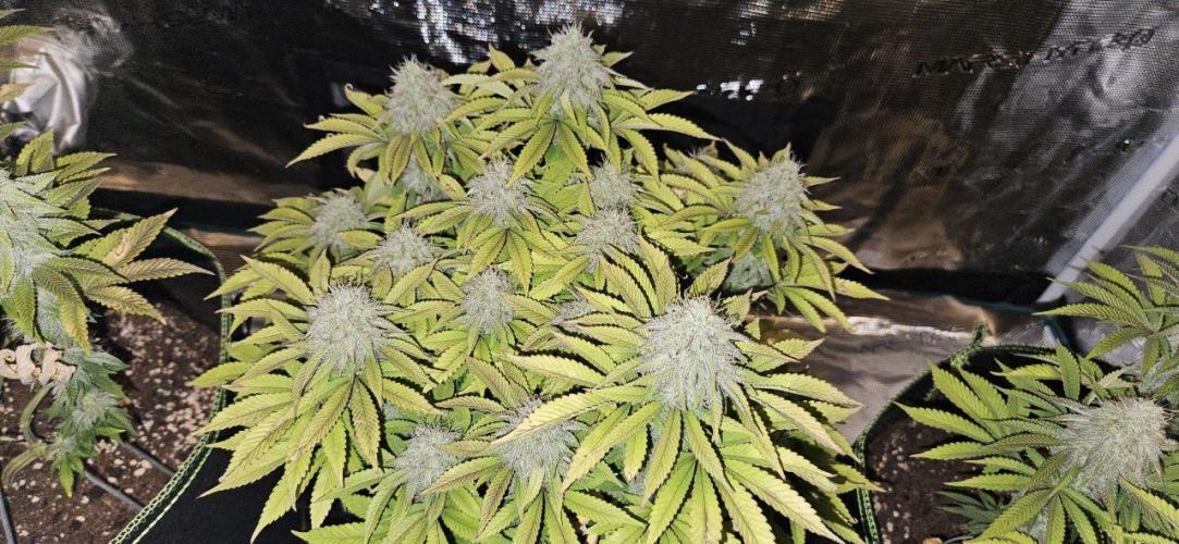 Let it Grow 🥦  My Blue Gelato 41. Week 14