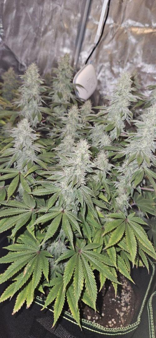 Let it Grow 🥦  My Blue Gelato 41. Week 14