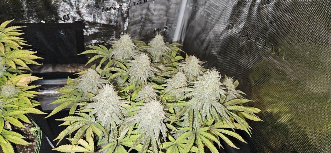 Let it Grow 🥦  My Blue Gelato 41. Week 14