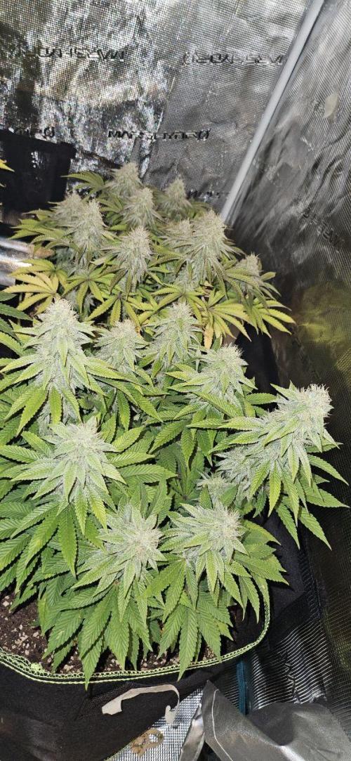 Let it Grow 🥦  My Blue Gelato 41. Week 14